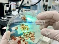 Cu( OTf ) 2 Mengkatalisis Reaksi Donor-Akseptor Siklopropana Dengan Salisilaldehid Fenilhidrazona: Sintesis Tetrahidropiridazin Polisiklik