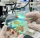 Cu( OTf ) 2 Mengkatalisis Reaksi Donor-Akseptor Siklopropana Dengan Salisilaldehid Fenilhidrazona: Sintesis Tetrahidropiridazin Polisiklik