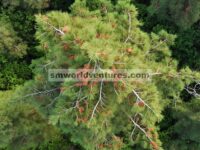 Deteksi infeksi nematoda kayu pinus pada pinus cina ( Pinus tabuliformis ) menggunakan citra drone hiperspektral