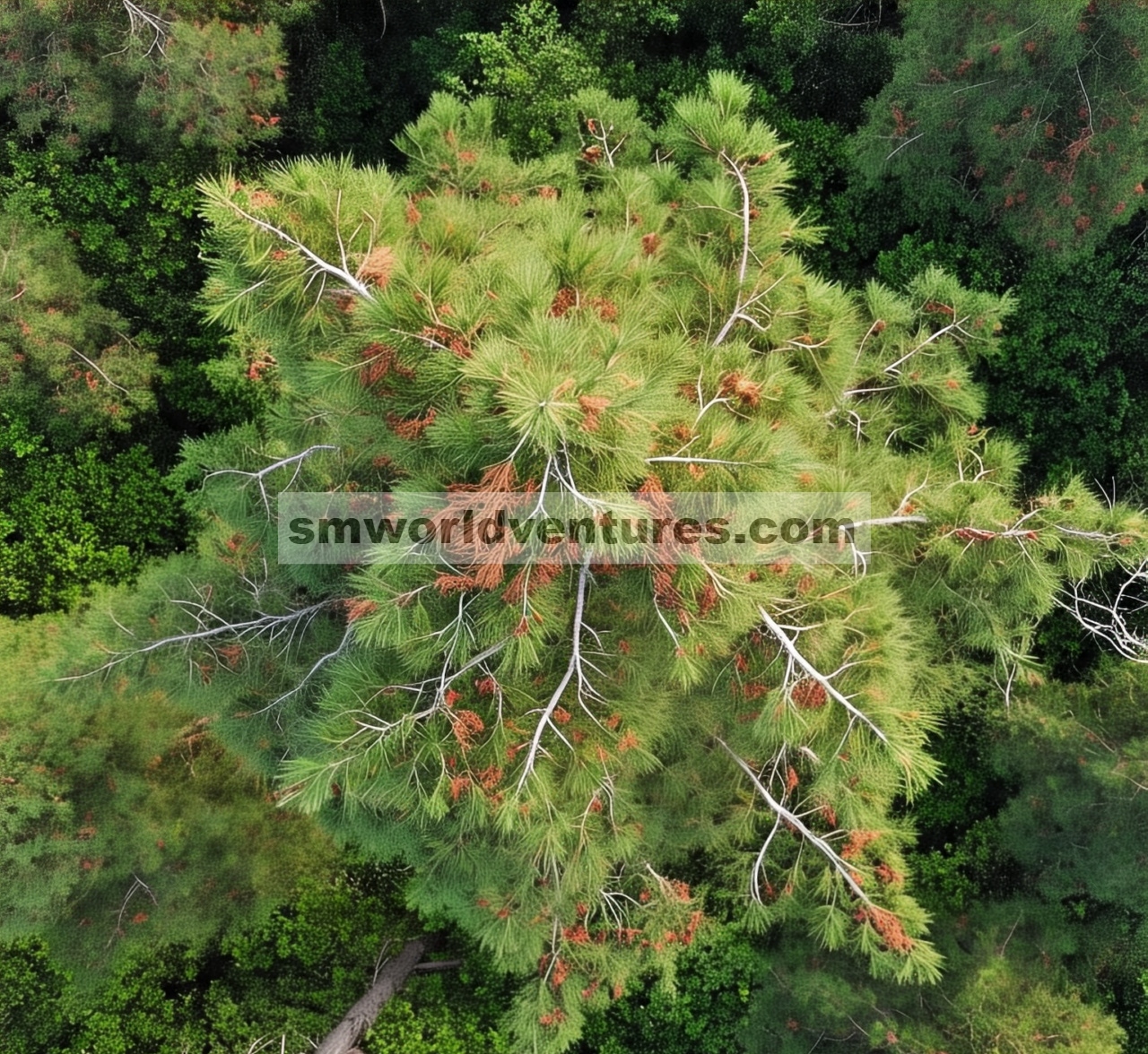 Deteksi infeksi nematoda kayu pinus pada pinus cina ( Pinus tabuliformis ) menggunakan citra drone hiperspektral