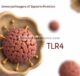 Peran Ekspresi Makrofag TLR4 dalam Imunopatogenesis Anemia Aplastik Berat