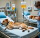 Ampisilin/Sulbactam Intravena pada Anjing yang Sakit Kritis Memiliki Farmakokinetik yang Bervariasi